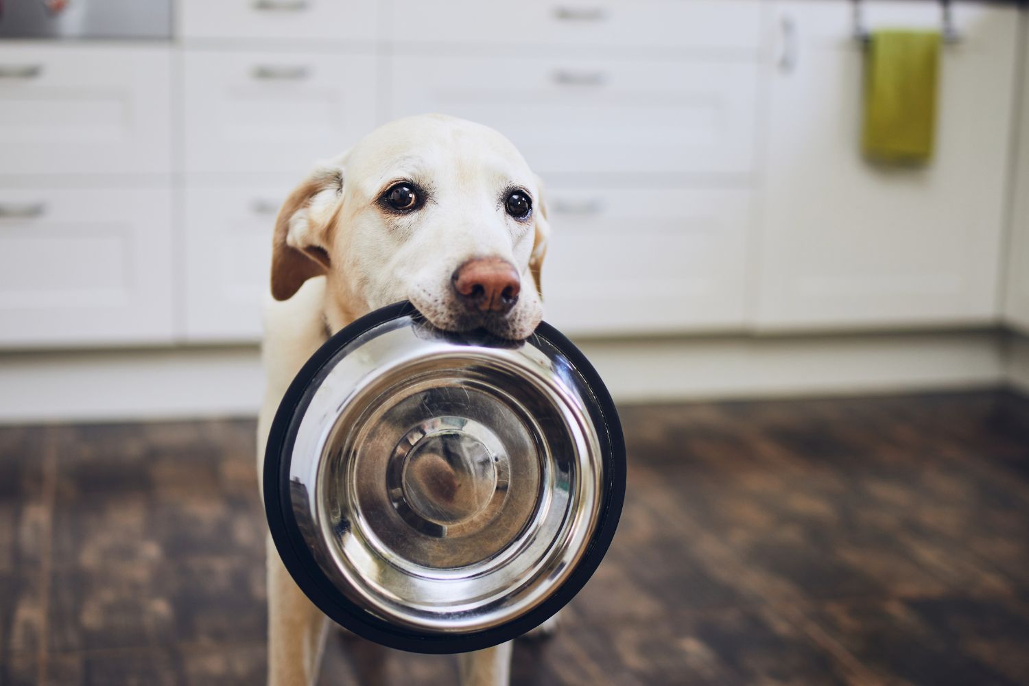 the-5-key-food-groups-in-your-dog-s-diet-getting-a-dog