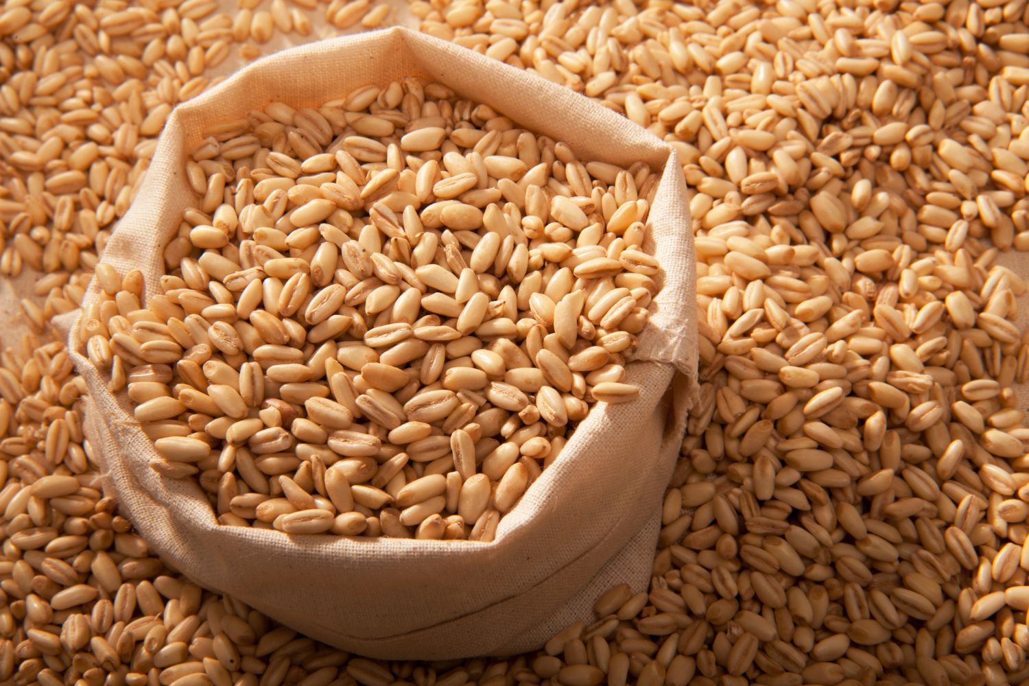 can-dogs-eat-barley-getting-a-dog