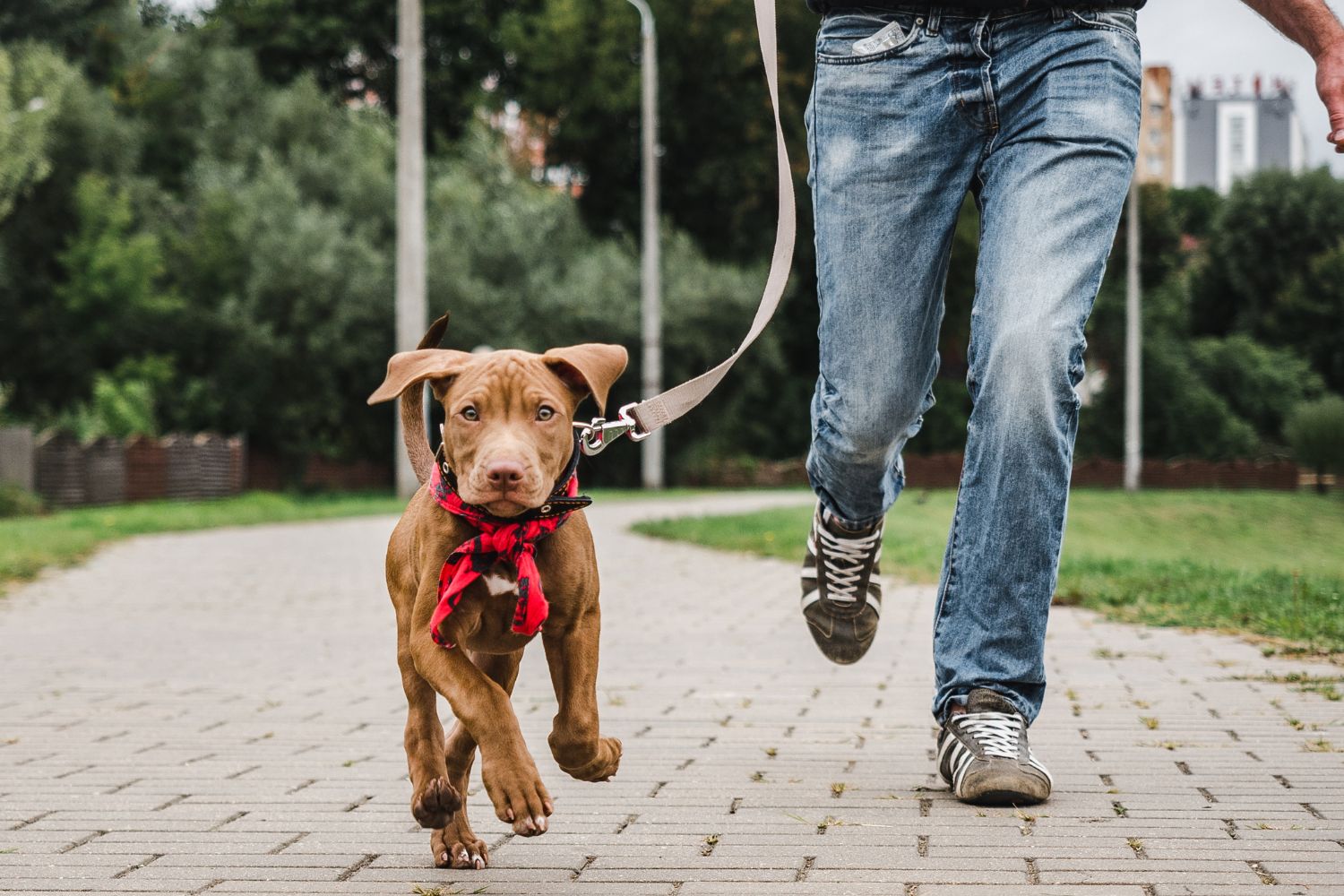 8 Steps to a Successful Dog Park Visit: Safety and Etiquette