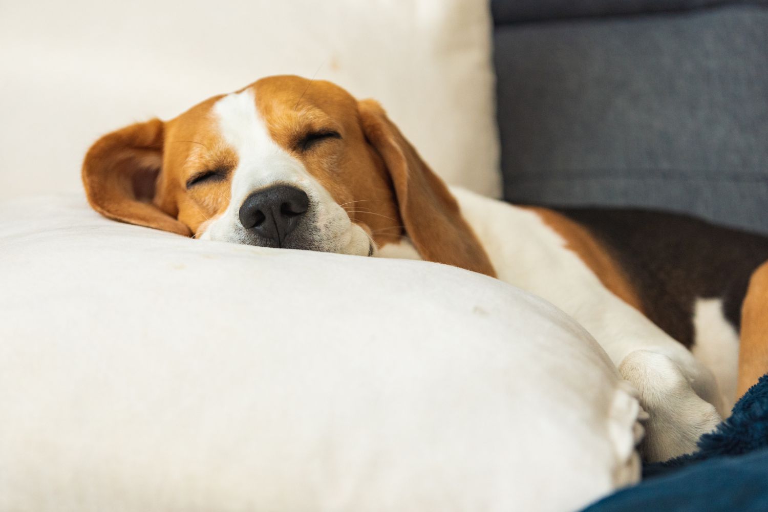 Circadian Rhythm Disruptions in Dogs Causes & Solutions