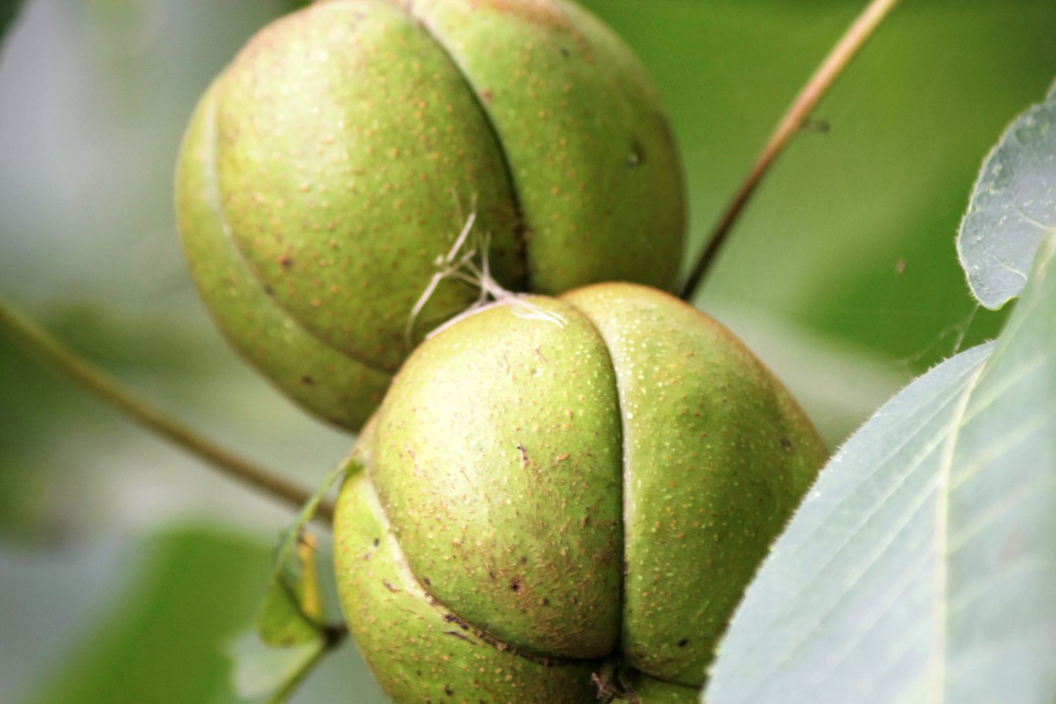 Can dogs eat hickory nuts getting a dog
