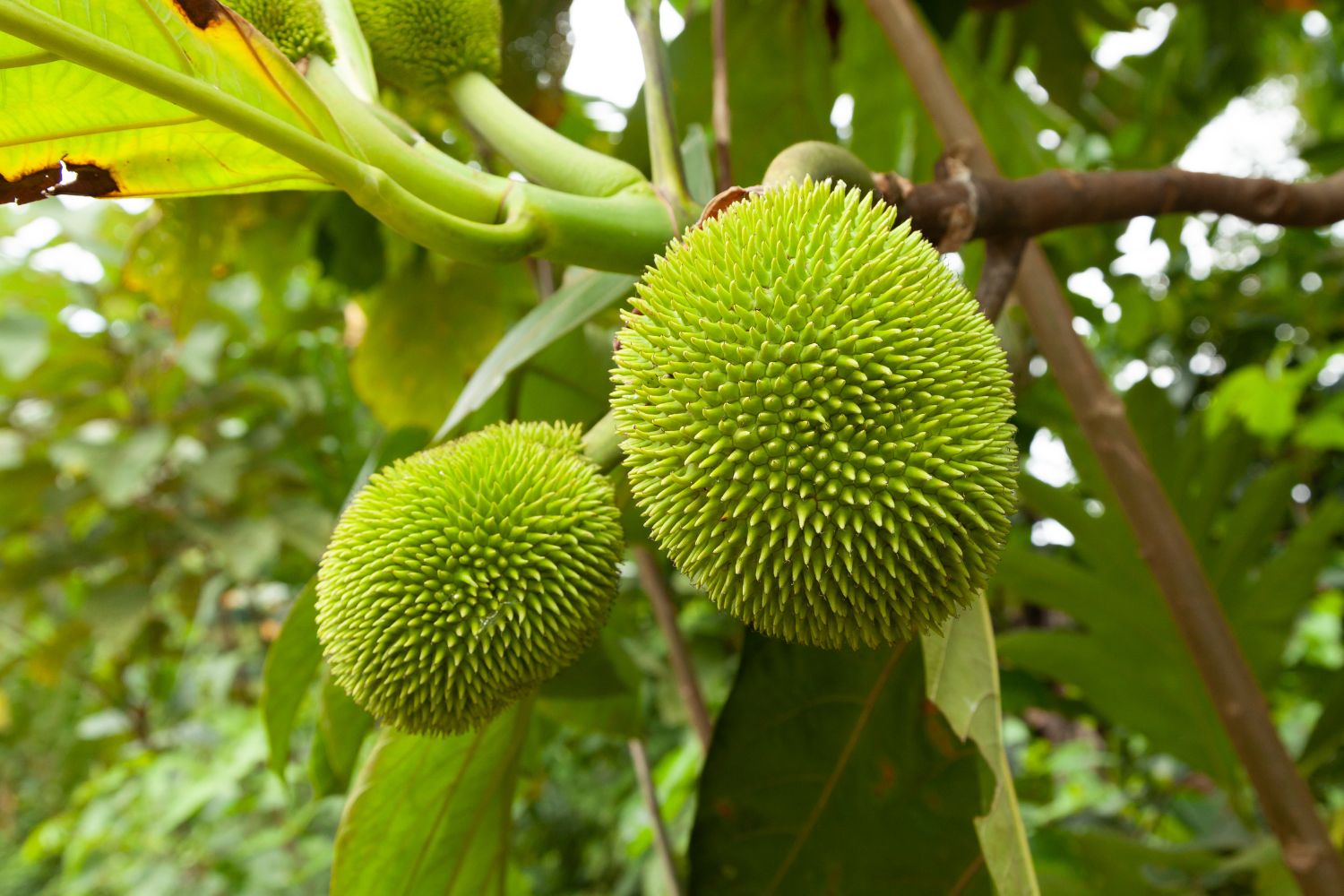 can-dogs-eat-breadfruit-getting-a-dog