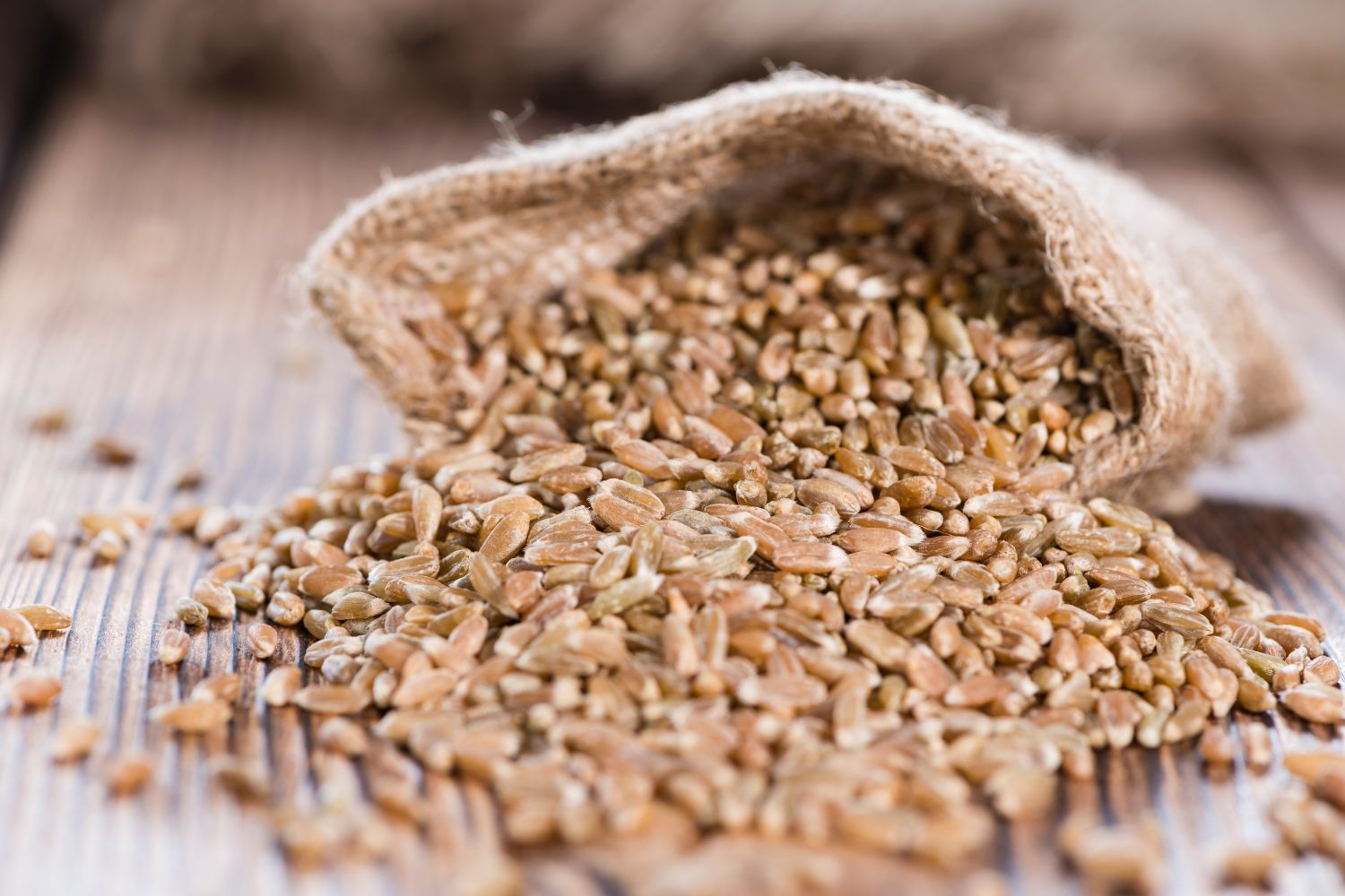 Can Dogs Eat Spelt Getting A Dog can-dogs-eat-spelt-getting-a-dog