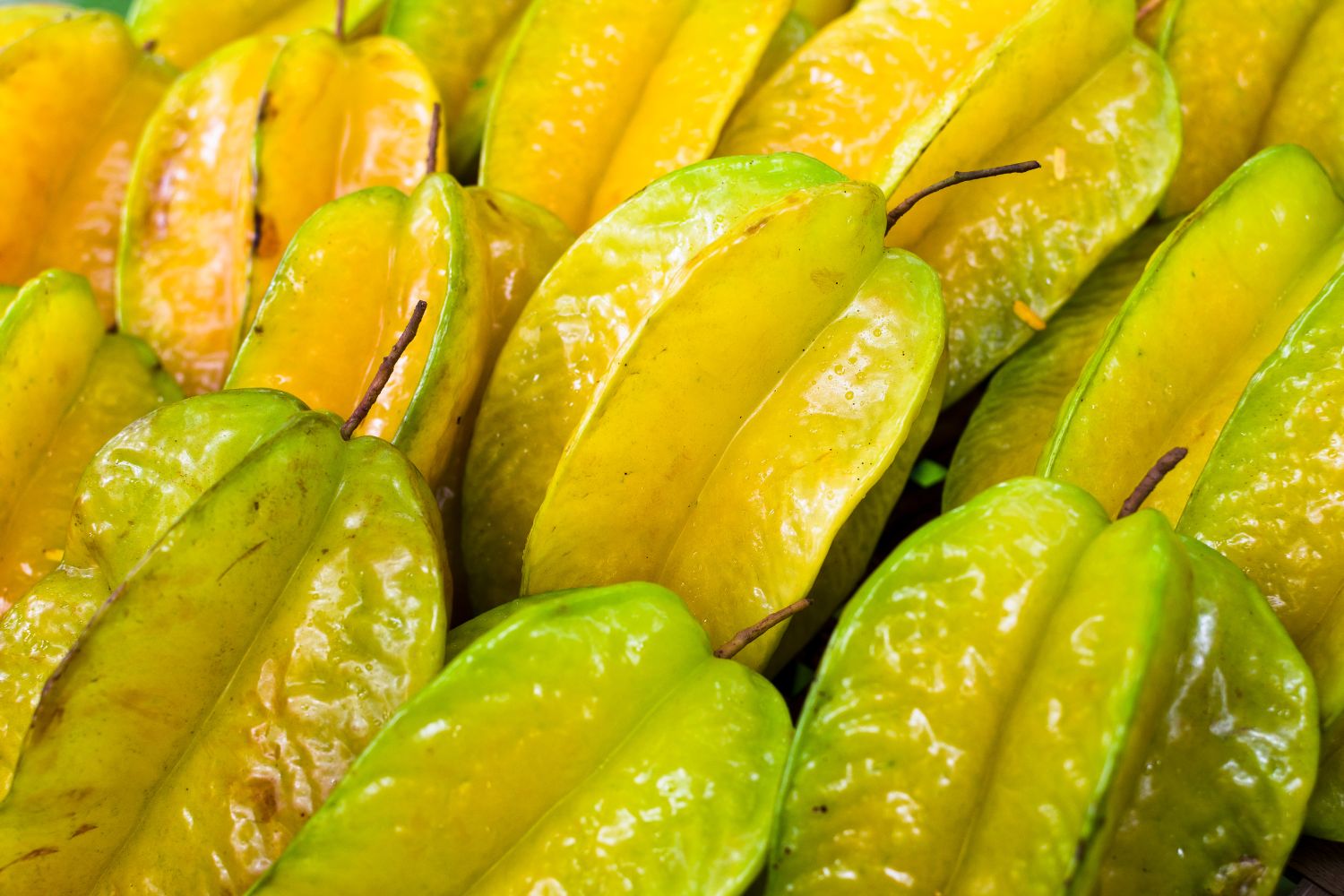 Can Dogs Eat Star Fruit? - Getting A Dog