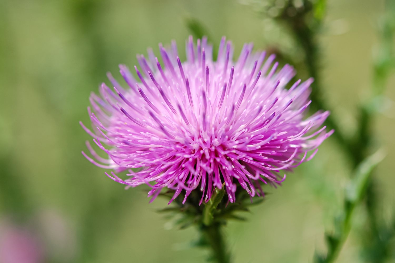 milk-thistle-in-dog-diets-safety-and-benefits-getting-a-dog